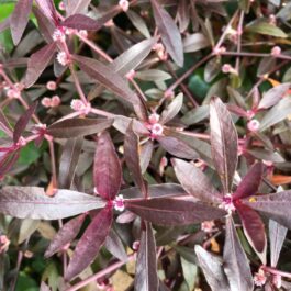 Alternanthera sessilis purple (3 stem cuttings)