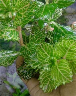 Hygrophila difformis -Variegated (Large Pot)