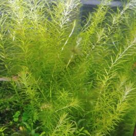 Mayaca fluviatilis (6 stem cuttings)