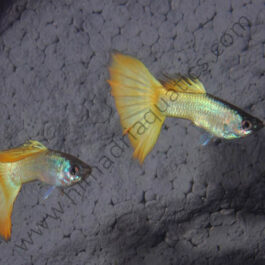 Wide tail Micariff yellow High Dorsal guppy pair