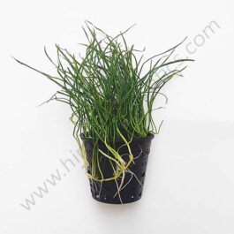 Lilaeopsis mauritiana- carpet plant (Large Pot)