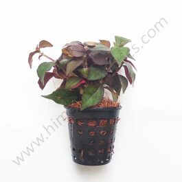 Hemigraphis sp. pink (Large Pot)