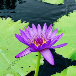 Nymphiya Blue, white and dark pink water lilies (3 plants)
