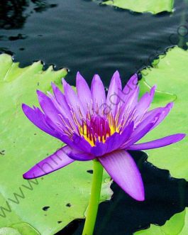 Nymphiya Blue, white and dark pink water lilies (3 plants)