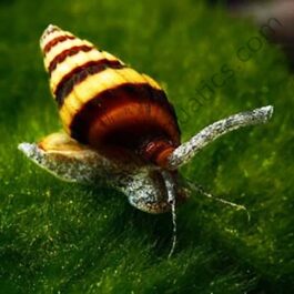 Assassin snail/ Bumblebee snail
