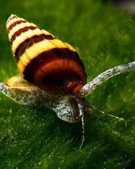 Assassin snail/ Bumblebee snail (5 nos)