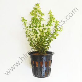 Hemianthus micranthemoides/ pearl grass/ pearl weed (Patch)