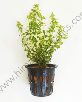 Hemianthus micranthemoides/ pearl grass/ pearl weed (Patch)