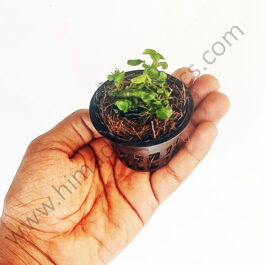Anubias Nana ‘Petite’ (small sized plant pot /single plant)
