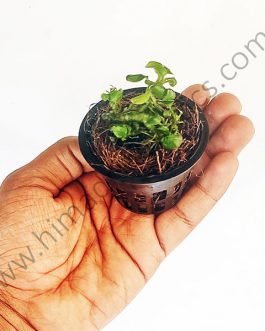 Anubias Nana ‘Petite’ (small pot)
