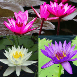 Nymphiya Blue, white and dark pink water lilies (3 plants)
