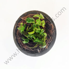 Anubias Nana ‘Petite’ (small sized plant pot /single plant)