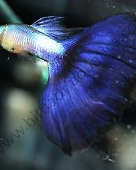 Lazuli blue tail Guppy Pair