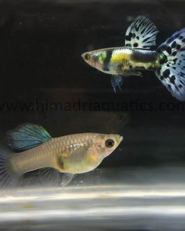 Galaxy blue tiger guppy Pair