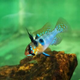 German blue Ramirez (5 Pieces)