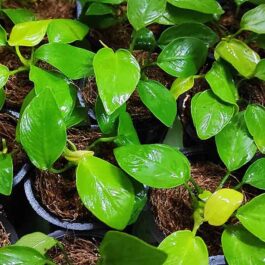 Anubias Nana Gold (Small Pot)