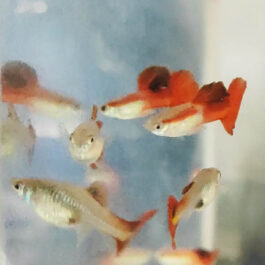 Wild flamingo red cauli dorsal guppy