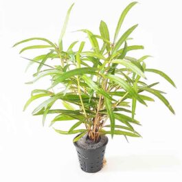 Hygrophila “Tiger”/ Hygrophila Sp. “Araguaia” (Pot)