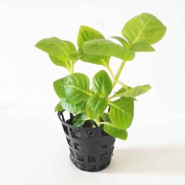 Limnophila Sp Rugosa (pot)