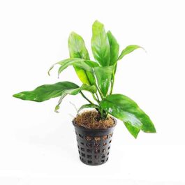 Anubias barteri var. glabra ( Plant pot)