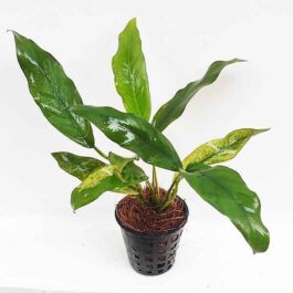 Anubias barteri var. glabra “variegated leaf”( single plant pot)