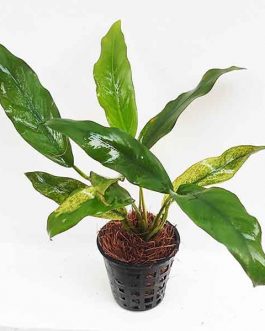 Anubias barteri var. glabra “variegated leaf”( single plant pot)