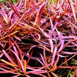 Hygrophila “Tiger”/ Hygrophila Sp. “Araguaia” (Pot)