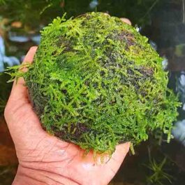 Vesicularia sp ‘Mini Christmas moss’ on coconut shell