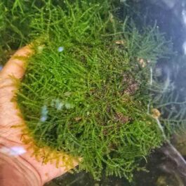 Vesicularia sp ‘Mini Christmas moss’ on coconut shell