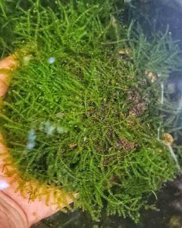 Vesicularia sp ‘Mini Christmas moss’ on coconut shell
