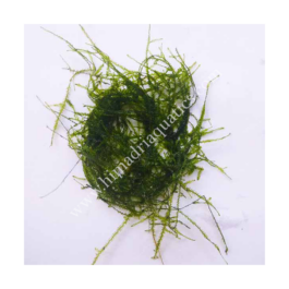 Aquatic Ferns & Mosses