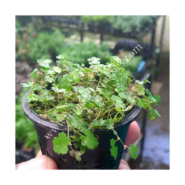 Carpet/ Foreground Plants