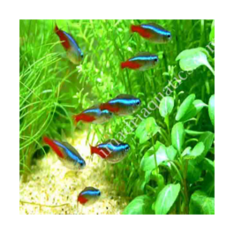Tetras