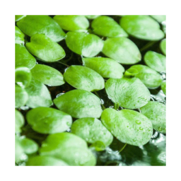 Floating & pond plants