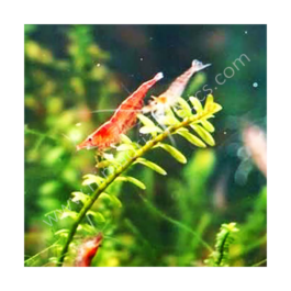 Snails , shrimps and crayfish