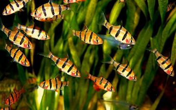 Tiger Barb (15 Pieces) - Image 9