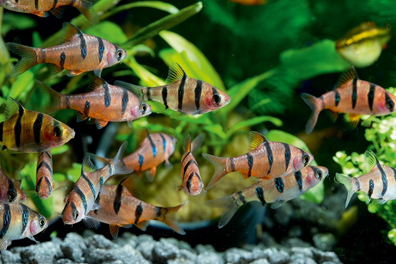 Tiger Barb (15 Pieces) - Image 10