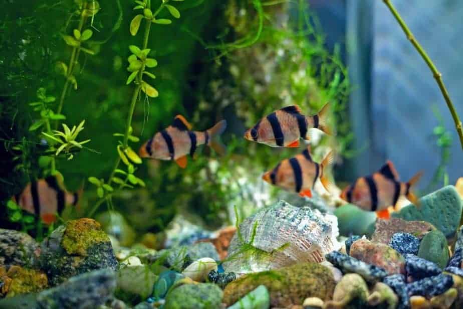 Tiger Barb (15 Pieces) - Image 11