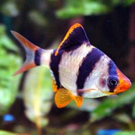 Tiger Barb (15 Pieces)