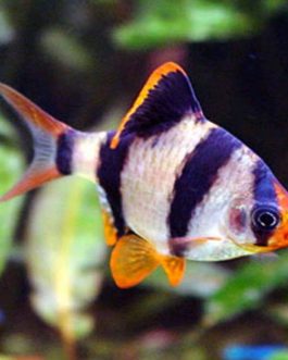 Tiger Barb (15 Pieces)