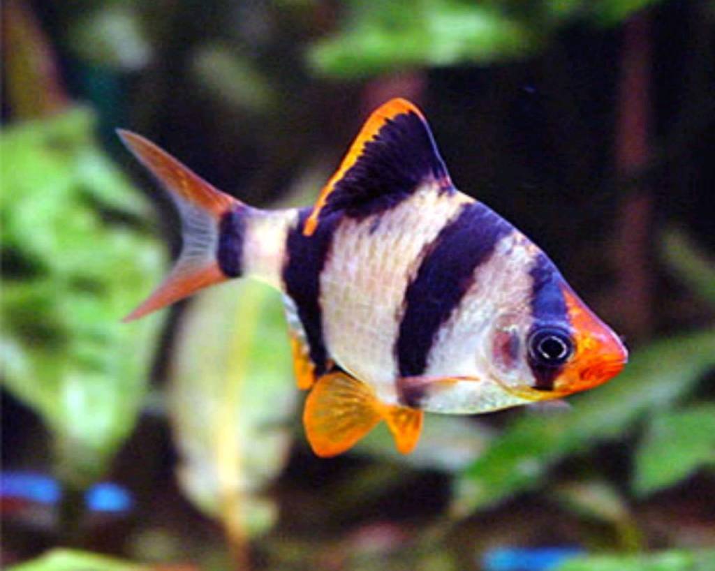 Tiger Barb (15 Pieces) - Image 2