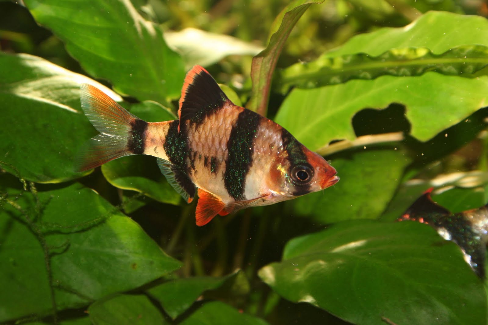 Tiger Barb (15 Pieces) - Image 4