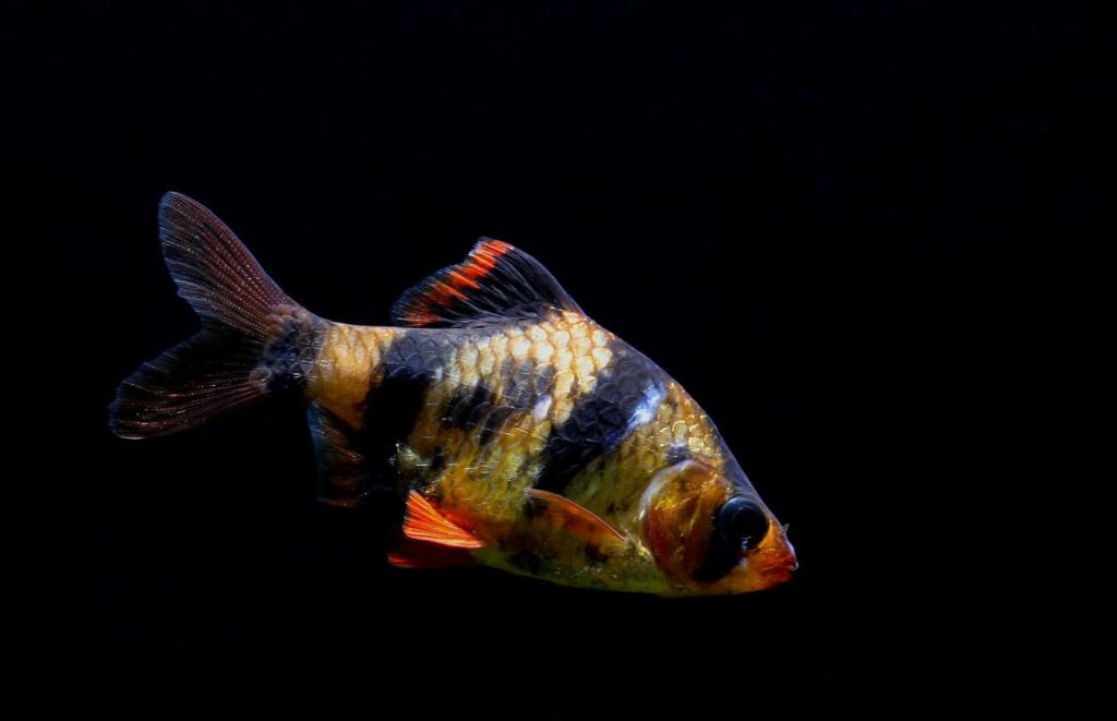 Tiger Barb (15 Pieces) - Image 5