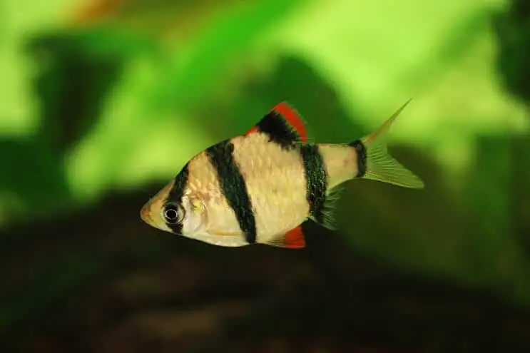 Tiger Barb (15 Pieces) - Image 6