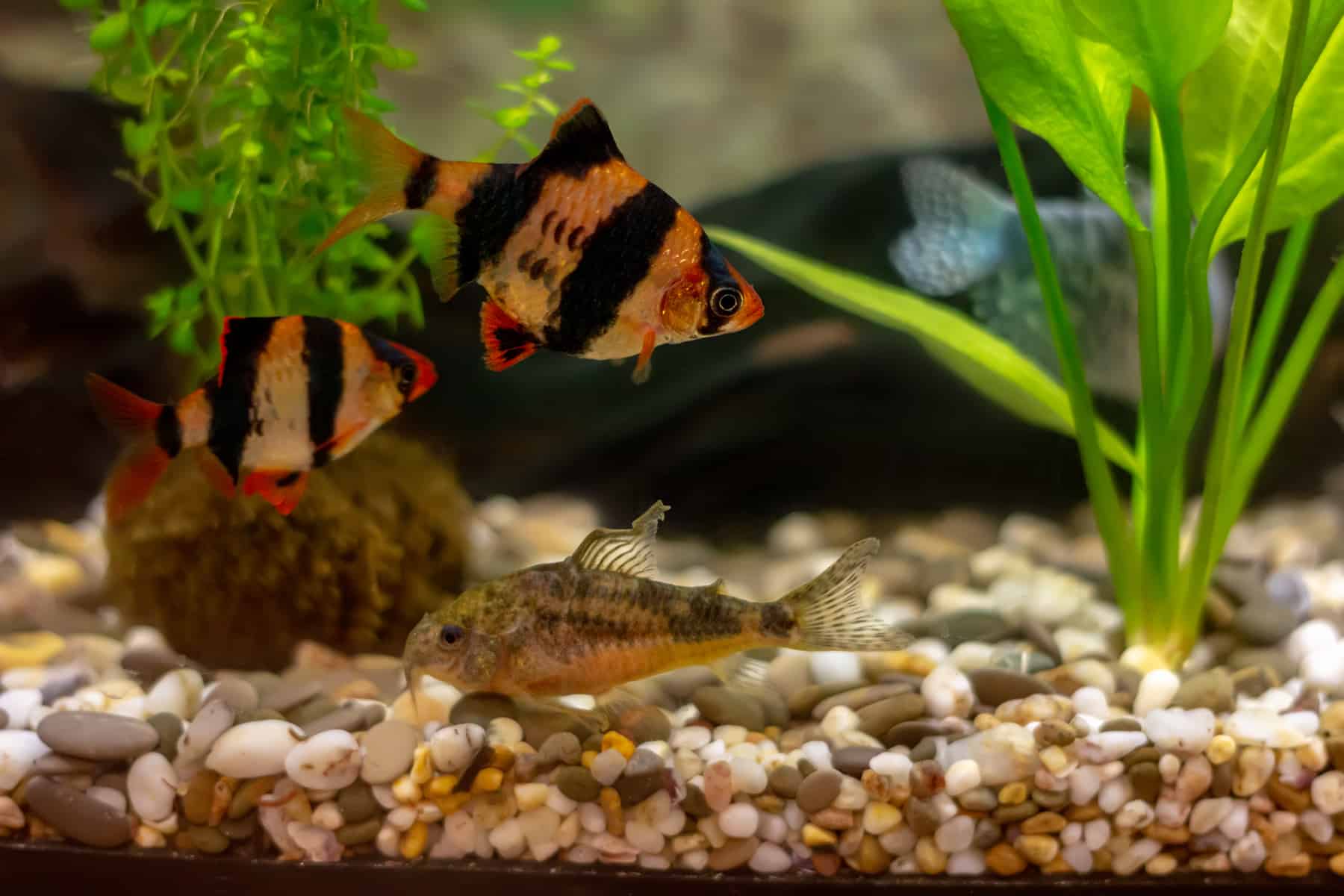 Tiger Barb (15 Pieces) - Image 7