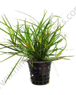 Juncus Repens (Pot)