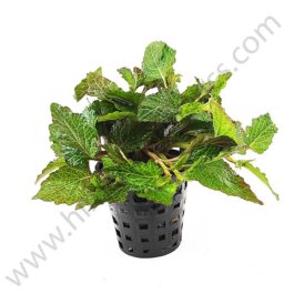 Hyptis lorentziana (Pot)