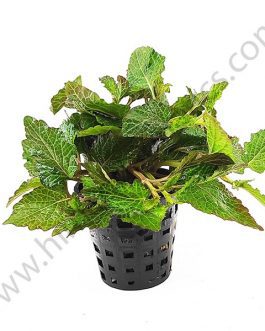 Hyptis lorentziana (Pot)