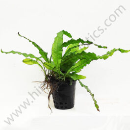 Microsorum pteropus/Wrinkled leaf/Java fern-wrinkled leaf (Large Pot)
