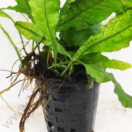 Microsorum pteropus/Wrinkled leaf/Java fern-wrinkled leaf (Large Pot)